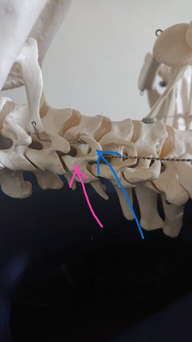 頸椎と顎関節へのアプローチ